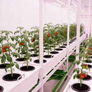 Conçu pour la saveur : culture de <span class=keywords><strong>tomates</strong></span> <span class=keywords><strong>anciennes</strong></span> de qualité supérieure dans les boîtes de culture Reinfa - Product Image 1