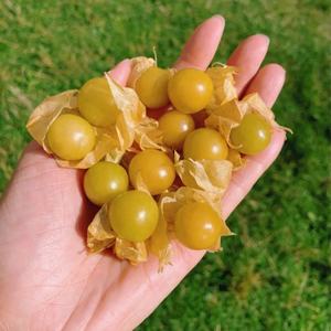 แคปซูลสารสกัดผลไม้ฟิซาลิส เปรูวิอานา ผลิตภัณฑ์เสริมอาหารเพื่อสุขภาพ ยอดขายดี รับผลิตแบบ OEM ODM - Product Image 4