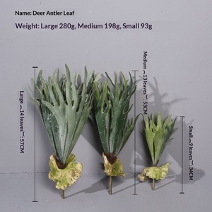 Ferula Botanica con Sfera di Muschio e <span class=keywords><strong>Piante</strong></span> <span class=keywords><strong>Grasse</strong></span> in Miniatura per Composizioni Floreali da Interno in Cina - Product Image 2