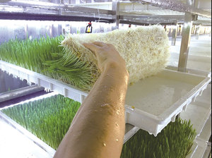 1000 kg pro Tag Automatisches Tierfutter-Sprossen-Container-Hydroponiksystem für Gerste mit Grünen Schalen - Product Image 5