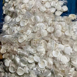 Tùy Chỉnh Trắng Fan Vỏ Biển Cho Đám Cưới Tên Thẻ Bên Bãi Biển Phụ Kiện Trẻ Em Nghệ Thuật Dự Án Vỏ Biển - Product Image 5