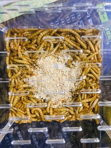 Boîte d'élevage de ver <span class=keywords><strong>vivant</strong></span> en plastique <span class=keywords><strong>pour</strong></span> reptiles Boîte à insectes à motif solide d'affichage en acrylique transparent - Product Image 5