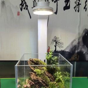 Lampe spéciale pour <span class=keywords><strong>aquarium</strong></span> <span class=keywords><strong>suspendu</strong></span>, micro-paysage végétal, <span class=keywords><strong>aquarium</strong></span> écologique, <span class=keywords><strong>aquarium</strong></span> pour poissons combattants, <span class=keywords><strong>aquarium</strong></span> pour tortues - Product Image 2