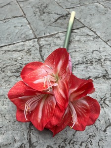 ดอกคลีเวียเทียม LO-611 ขายส่ง ขนาด 64 ซม. ก้านดอกสัมผัสเหมือนจริง ให้ความรู้สึกชุ่มชื้น เหมาะสำหรับตกแต่งงานอีเว้นท์และบ้าน - Product Image 4