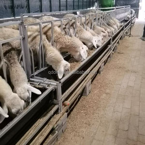 Barrière de col pour moutons en tuyau galvanisé à chaud, type tête de <span class=keywords><strong>mouton</strong></span>, avec conception réglable pour élevage ovin - Product Image 6