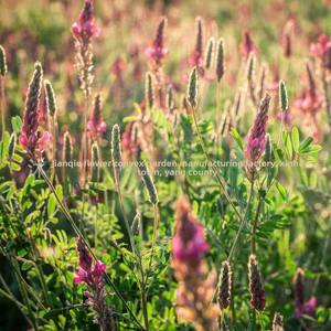 เมล็ดหญ้าถั่วแดงป่า ป้องกันดินบนเนินเขา ทนความหนาว ทนแล้ง ทนเกลือ-ด่าง อาหารสัตว์ ตกแต่งสวน ปุ๋ยสีเขียว - Product Image 2