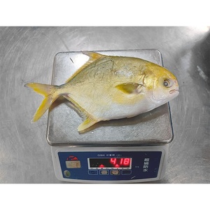 Nuova Stagione in Arrivo a Maggio: Pesce Pomfret Dorato Congelato, Pompano Dorato WR, con Tutti i Tipi di Pesce Fornito - Product Image 5