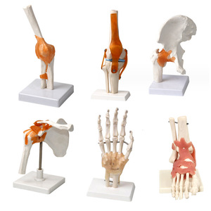 Modelo de movilidad de la articulación del codo 33220, instrumento de demostración de biología para escuelas secundarias y preparatorias, instrumento de educación científica para profesores - Product Image 1
