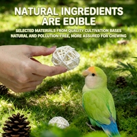 Jouet à mâcher de luxe en gros pour perroquets : Boîte de jouets durables, naturels, modernes, à la mode, pour la recherche de nourriture, anti-stress, divertissants et pour la dentition