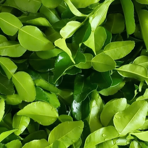 FEUILLES DE BANANE ET FEUILLES DE CITRON CONGELÉES PREMIUM ÉTIQUETTE PROPRE INGRÉDIENTS AROMATIQUES NATURELS - Product Image 1