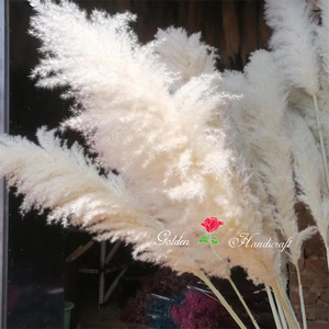 QSLH-567 Bulk Sales Natural <strong>Drying</strong> Pampas Grass Centerpieces Beige Dry Flower <strong>Bouquet</strong> Reed Grey Large Fluffy Plume Pampas Grass - Product Image 3
