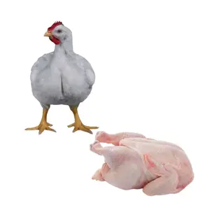 Vitamine Geflügel Vor mischfutter für Broiler