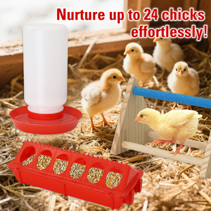 Mangiatoia e Abbeveratoio per <span class=keywords><strong>Pulcini</strong></span> con Posatoio in Legno per Piccoli Pollame, Anatre, Quaglie, Piccioni e Uccelli - Product Image 4