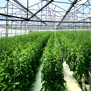 Modern PE Double Layer Large <b>Greenhouse</b> Film for General Crop Cultivation High Quality Material for Reduced Farm Operating Costs - Product Image 1