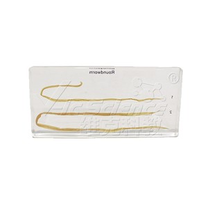 Espécimes encapsulados de ascarinas macho y hembra; material didáctico para experimentos de biología; espécimes de observación científica para - Product Image 5