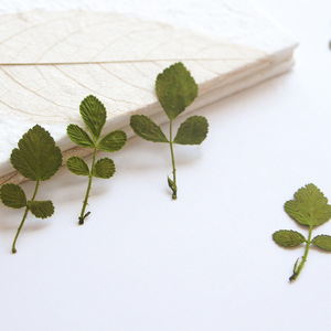 Feuilles de <span class=keywords><strong>fraise</strong></span> sauvage séchées et pressées naturelles pour le scrapbooking, la création de cartes, la décoration artisanale, véritable spécimen végétal - Product Image 4