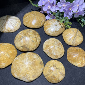 Fossiles naturels polis en gros, étoiles <span class=keywords><strong>de</strong></span> <span class=keywords><strong>mer</strong></span>, fossiles d'escargots marins, ornements à vendre pour cadeau - Product Image 2