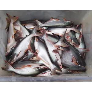 Ihracat pangasius dondurulmuş balık vietnam pangasius baz balık fiyatı dondurulmuş pangafish balık maws