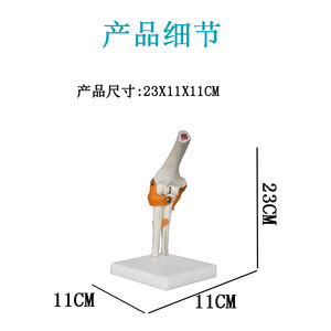 Articulación <span class=keywords><strong>de</strong></span> codo <span class=keywords><strong>de</strong></span> plástico con ligamento, modelo <span class=keywords><strong>de</strong></span> articulación <span class=keywords><strong>de</strong></span> <span class=keywords><strong>rodilla</strong></span> humana, esqueleto <span class=keywords><strong>de</strong></span> articulación <span class=keywords><strong>de</strong></span> codo - Product Image 3