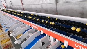Línea Automática de Procesamiento de Frutas Enceradas, Máquina de Lavado, Limpieza, Secado, Encerado, Clasificación y Calibración de Frutas Frescas y Limones - Product Image 2