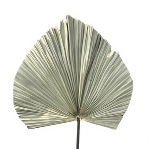 Abanico de Hoja de Palma Seca Natural, Planta Seca Tropical Grande con Tallo para Decoración Boho del Hogar - Product Image 1