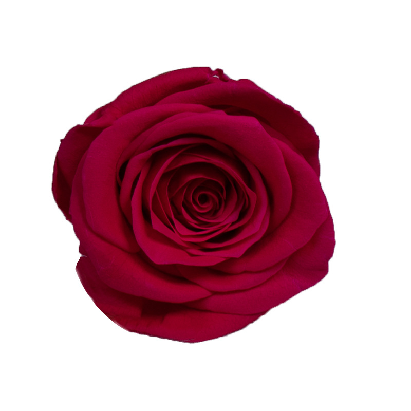 Rose Red