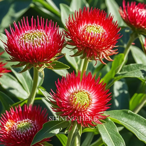 Fleur <span class=keywords><strong>de</strong></span> Qiaomei <span class=keywords><strong>rouge</strong></span> séchée (Gomphrena Globosa Linn.) Thé aux herbes naturelles pour la beauté et la détoxification, approvisionnement en vrac en provenance <span class=keywords><strong>de</strong></span> <span class=keywords><strong>Chine</strong></span> - Product Image 5