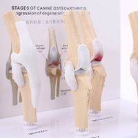 KyrenMed Modèle pathologique de genou canin à 4 étapes Chien Genou Articulaire Ostéoporose Squelette d'animal pour l'anatomie canine