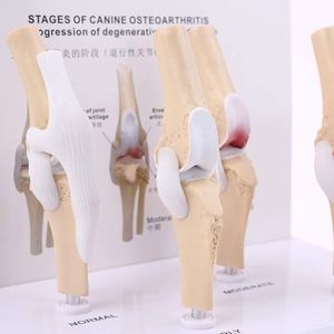 KyrenMed-Patológico Canino Stifle Rodilla Modelo 4 Etapas Perro Rodilla Articular Osteoporosis <span class=keywords><strong>Animal</strong></span> <span class=keywords><strong>Esqueleto</strong></span> para Anatomía Canina - Product Image 6