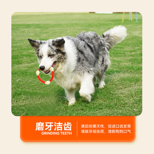 Cross Border TPU Coated Interactive <b>Bite</b> Resistant Double Headed Bone Dog Toy Medium Chew Toys - Product Image 3