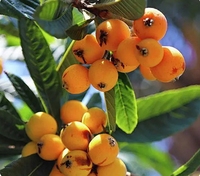 Pâte d'essence de loquat reconstituée de Chine, pâte de thé saine au loquat