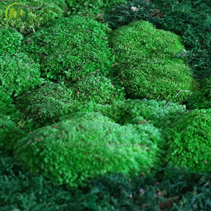 Natural Real <strong>Moss</strong> Wall Art Frame For Home Office Decor Green Wall <strong>Moss</strong> Natural Preserved <strong>Moss</strong> Wall - Product Image 4