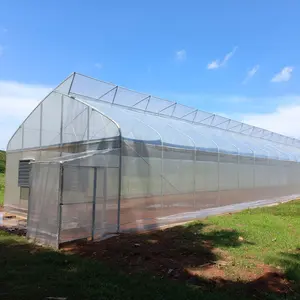 Piante tropicali di Area che coltivano serra a dente di sega del Tunnel del Film plastico con il sistema di ventilazione