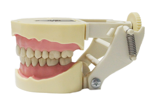 โมเดลฟันสำหรับการสอนในช่องปาก,แบบจำลองฟันเรซินสำหรับทันตกรรมแบบเต็<span class=keywords><strong>ม</strong></span>ฟันในหลอดทดลอง - Product Image 2