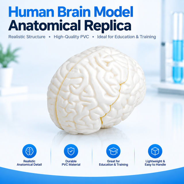 Advanced Medical Body-Molded Brain Model for Direct Medical Student Education