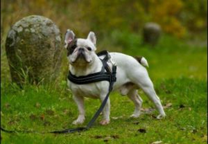 Tali Dada Anjing Anti-Lepas Model Jaring untuk Anjing Kecil dan Sedang, Bahan Bernapas, Cocok untuk <span class=keywords><strong>Golden</strong></span> <span class=keywords><strong>Retriever</strong></span> - Product Image 5