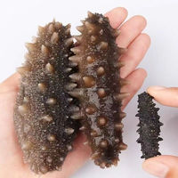 Meilleures ventes de fruits de mer frais de haute qualité naturels séchés au soleil Concombre de mer Apostichopus Japonicus Dragon de mer séché 1KG Emballage OEM