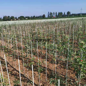 เสาไฟเบอร์กลาสความแข็งแรงสูงสำหรับค้ำยันต้นพริกไทยและมะเขือเทศ - Product Image 6