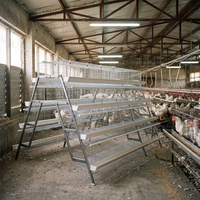 Cage à poules pondeuses neuve en acier galvanisé à faible teneur en carbone, type A, flexible, type H, 85 kg, garantie 1 an