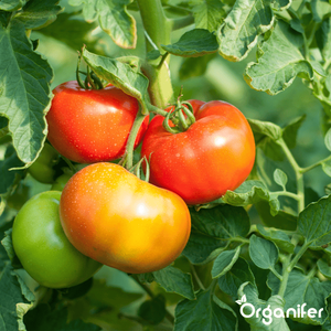 Una colección de plantas de tomate más vendida sin OGM que adapta su surtido de tomates ideal - Product Image 2