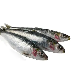 Günstige Preise Export 200-300g Gefrorene nord pazifische Makrele Ganze runde Japonica Makrele f