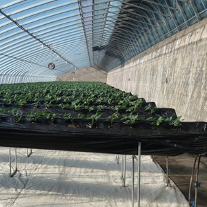 Des solutions d'eau efficaces: des tuyaux d'irrigation en plastique goutte à goutte personnalisables, parfaits pour des pratiques agricoles durables - Product Image 5