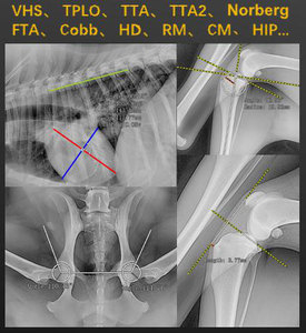 Machine de radiologie médicale à rayons X Diagnostic de radiologie vétérinaire - Product Image 6
