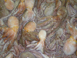 <span class=keywords><strong>Pulpo</strong></span> Congelado a <span class=keywords><strong>Precio</strong></span> Competitivo, Marisco Fresco Directo de Tailandia - Product Image 4