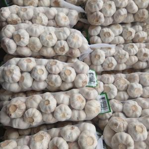 Suministro al por mayor <span class=keywords><strong>de</strong></span> <span class=keywords><strong>semillas</strong></span> <span class=keywords><strong>de</strong></span> ajo fresco <span class=keywords><strong>de</strong></span> China, incluyendo variedades rojas, moradas, normales y blancas, <span class=keywords><strong>de</strong></span> 5.5 cm, <span class=keywords><strong>de</strong></span> Shandong, listas para comer, almacenadas en frío. - Product Image 5