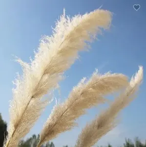 Decoración <span class=keywords><strong>de</strong></span> Hierba Seca al por Mayor, Flores Secas para Decoración <span class=keywords><strong>de</strong></span> Bodas, Accesorios para Fotografía, Hierba Grande - Product Image 6