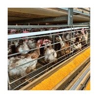 H Cages en batterie automatiques en acier galvanisé pour l'élevage avicole, avec courroie de fumier, pour poules pondeuses, équipement d'élevage de poulets pondeurs, vente en Algérie