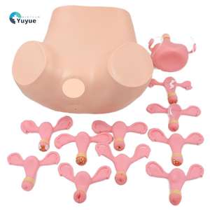 Trainings modell für weibliche Becken untersuchungen für Erwachsene | Gynäko logischer Geschicklichkeit simulator - Product Image 1