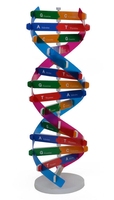 Kit de Modèles Moléculaires pour Biologistes, Modèle de Structure ADN, Fournisseurs de Modèles Biologiques, Jouet Modèle Moléculaire ADN Coloré