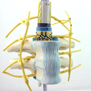 Equipo de enseñanza de ciencias médicas, modelo anatómico médico, modelo educativo, modelo de esqueleto de aumento del nervio espinal de PVC - Product Image 1